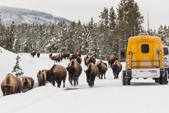 Immersive 4-Day Winter Wildlife Adventure in Grand Teton and Yellowstone National Parks
