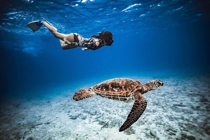 Private Moorea Boat Tour: 6-Hour Snorkel, Lunch & Lagoon Wildlife photo 4