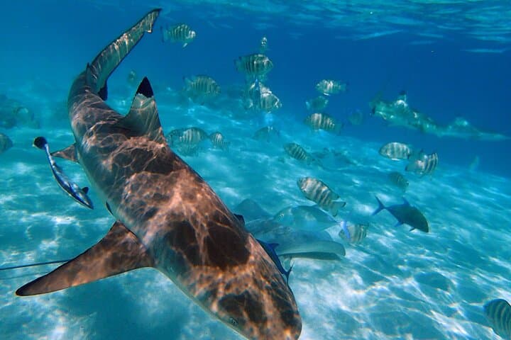 Private Moorea Boat Tour: 6-Hour Snorkel, Lunch & Lagoon Wildlife photo 2