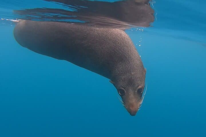 Seal Kayaking in Kaikoura — Pedal Kayak with New Zealand Fur Seals photo 3