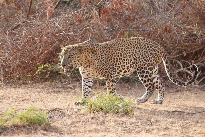 Double Safari: Udawalawe & Yala Private Day Tour from Bentota