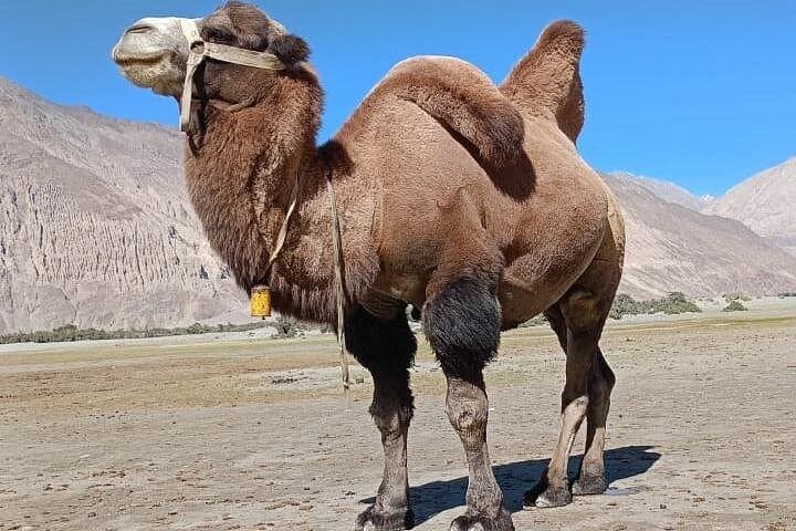 6-day-private-ladakh-tour-leh-nubra-khardung-la-monasteries photo 3