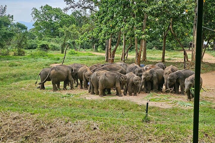 Ella Train & Udawalawe Elephant Orphanage Day Trip from Bentota photo 3