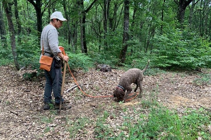 Chianti Truffle Hunt and Tagliolini Cooking Experience photo 2
