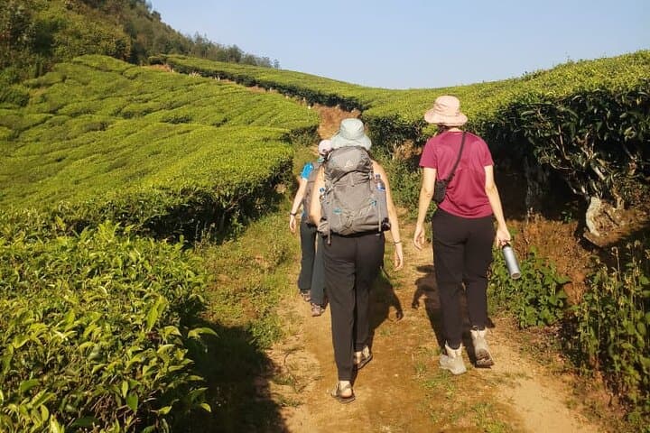 Half-Day Munnar Tea Plantation Hike — Guided Trek to Anaimudi Views photo 2
