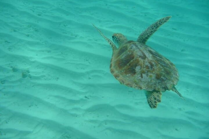 Klein Curaçao Speedboat Daytrip: Snorkel, Turtles & Lighthouse Adventure photo 6