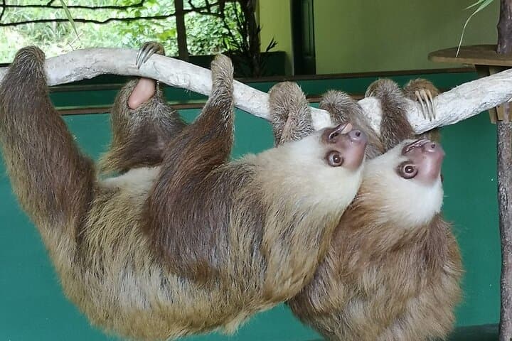 Gamboa Aerial Tram and Sloth Sanctuary: Rainforest Canopy Views & Wildlife photo 2