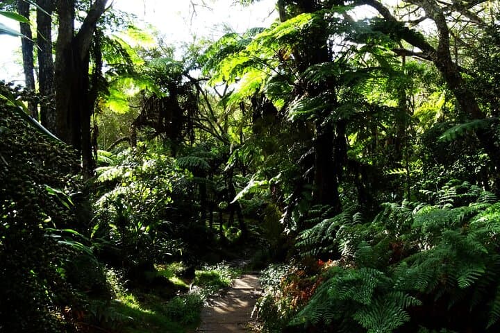 Bélouve Rainforest Hike to Trou de Fer Waterfall — Réunion Island photo 2