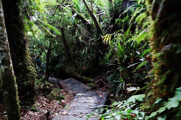 Bélouve Rainforest Hike to Trou de Fer Waterfall — Réunion Island