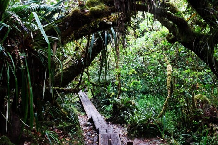 Bélouve Rainforest Hike to Trou de Fer Waterfall — Réunion Island photo 3