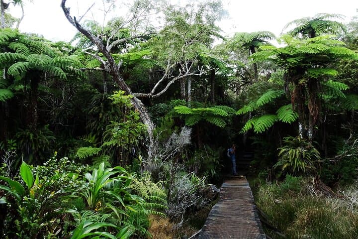 Bélouve Rainforest Hike to Trou de Fer Waterfall — Réunion Island photo 5