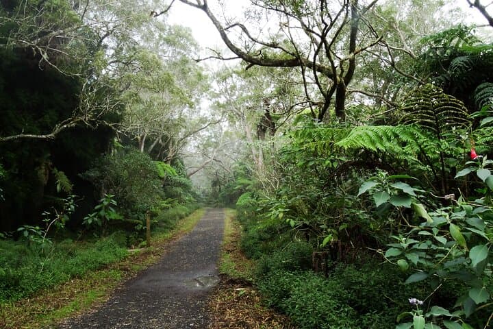 Bélouve Rainforest Hike to Trou de Fer Waterfall — Réunion Island photo 6