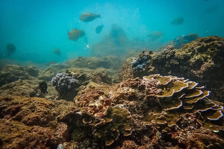 Discover SCUBA Diving in Unawatuna Bay — Introductory Dive to Rock Island photo 4
