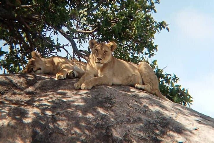 2-Day Comfort Tarangire and Ngorongoro Crater Safari photo 1