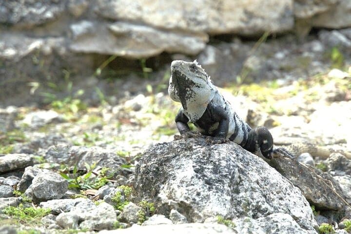 Jeep Tour to Punta Sur & San Gervasio — Cozumel Lighthouse, Lagoons and Reefs photo 4