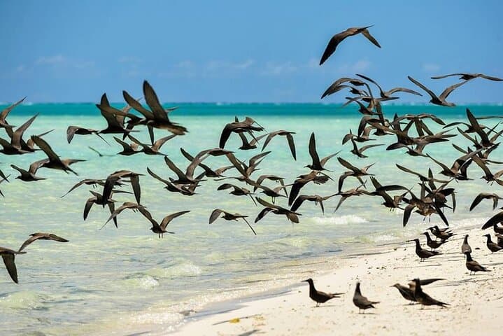 Tetiaroa Catamaran Excursion: Full-Day Snorkel, Lunch & Island Visit from Papeete photo 6