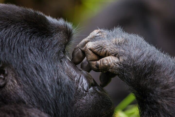 3-Day Bwindi Gorilla Trekking Safari — Mountain Gorillas in Uganda photo 4