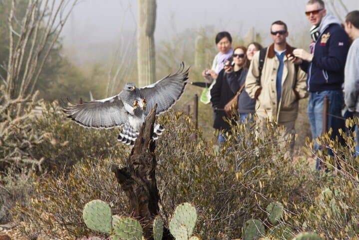 Explore Tucson: Customizable Day Tours from Phoenix to Arizona’s Desert Gems photo 2