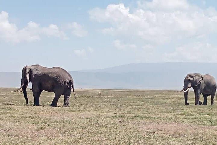 2-Day Comfort Tarangire and Ngorongoro Crater Safari photo 3