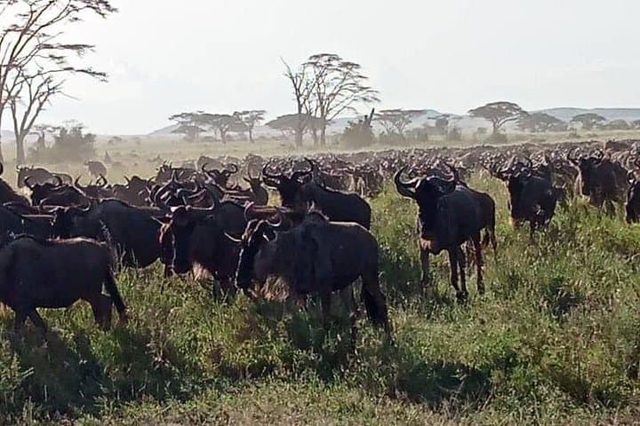 2-Day Comfort Tarangire and Ngorongoro Crater Safari photo 4
