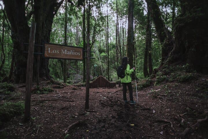 Tepuhueico Park Private Excursion: Chiloé Hike to Waterfalls & Wildlife photo 4