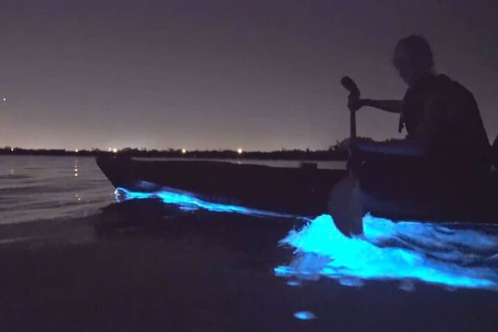 Auckland Bioluminescence Kayak Tour: Night Paddle Through Glowing Waters