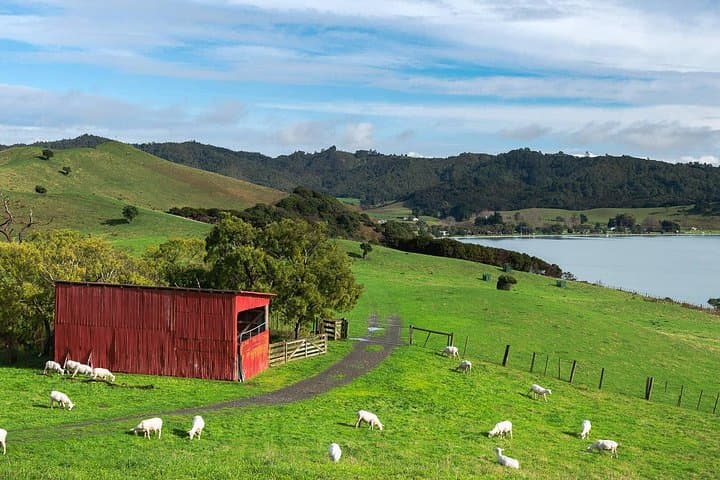 Duder Regional Park Half-Day Walking Tour — Coastal Cliffs, Native Forest & Historic Homesteads photo 3
