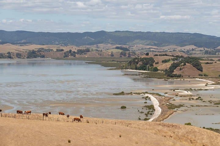 Duder Regional Park Half-Day Walking Tour — Coastal Cliffs, Native Forest & Historic Homesteads photo 5