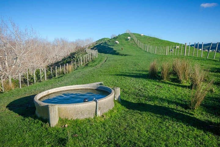 Duder Regional Park Half-Day Walking Tour — Coastal Cliffs, Native Forest & Historic Homesteads photo 6