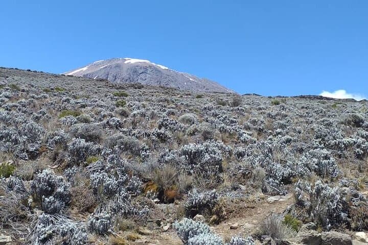 5-Day Marangu Route Climb: Reach Uhuru Peak on Mount Kilimanjaro photo 6