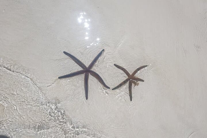 Morning Dolphin Cruise and Mnemba Snorkel: Swim with Turtles in Zanzibar photo 4