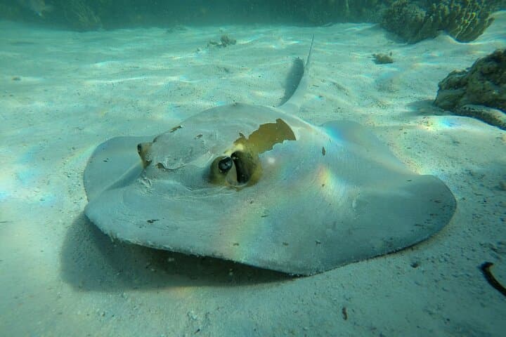 Daymaniat Islands Snorkeling: Turtles, Rays & Reefs from Muscat