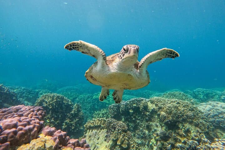 Daymaniat Islands Snorkeling: Turtles, Rays & Reefs from Muscat photo 4