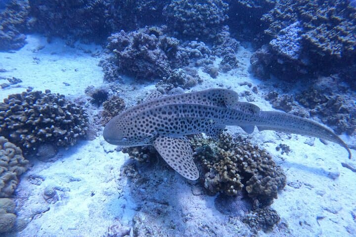 Daymaniat Islands Snorkeling: Turtles, Rays & Reefs from Muscat photo 5