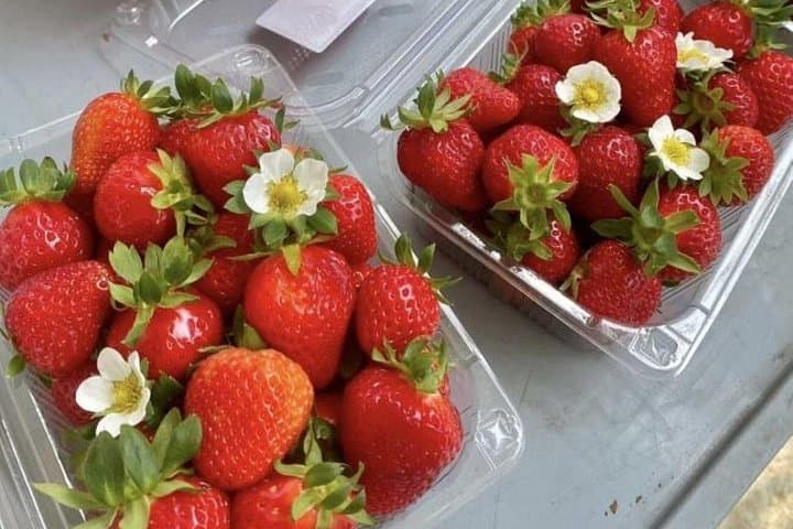 Full-Day Strawberry Picking, Nami Island & Rail Bike from Seoul photo 4