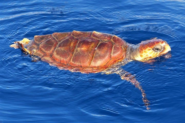 Sail to Los Gigantes: Whale-Watching & Snorkel Cruise from Tenerife photo 4