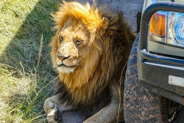 Luxury 3-Day Amboseli Safari: Elephants & Kilimanjaro Views