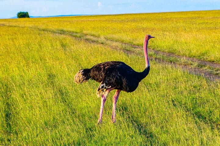 Luxury 3-Day Amboseli Safari: Elephants & Kilimanjaro Views photo 3