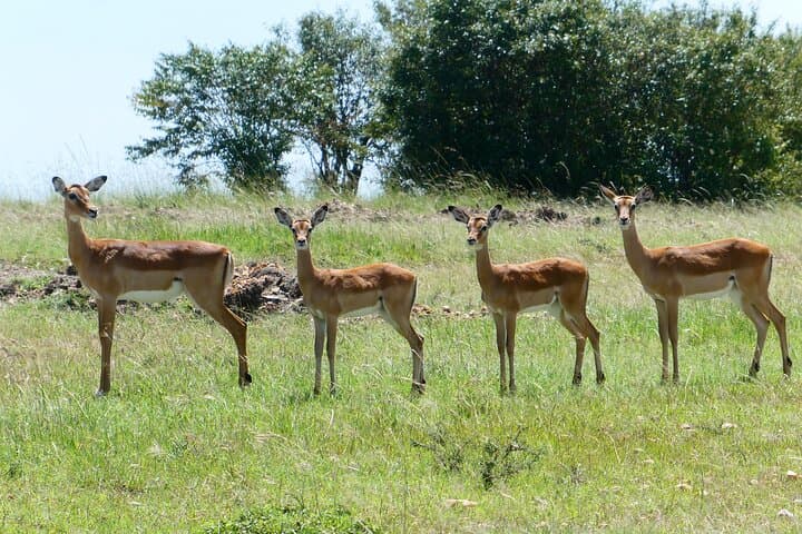 Luxury 3-Day Amboseli Safari: Elephants & Kilimanjaro Views photo 4