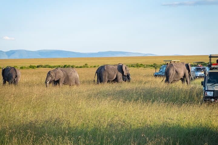 Luxury 3-Day Amboseli Safari: Elephants & Kilimanjaro Views photo 5