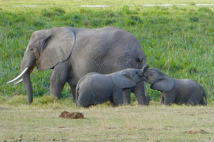 Luxury 3-Day Amboseli Safari: Elephants & Kilimanjaro Views photo 2