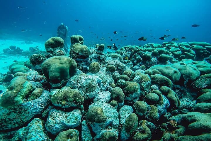 Aruba 2-Tank Certified Dive: Reefs, Wrecks & Morning Boat Excursion photo 5