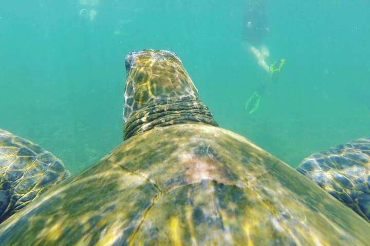 12-Day Galapagos Explorer: Santa Cruz, Isabela & San Cristobal Itinerary photo 4