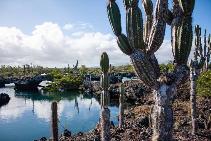 12-Day Galapagos Explorer: Santa Cruz, Isabela & San Cristobal Itinerary photo 5