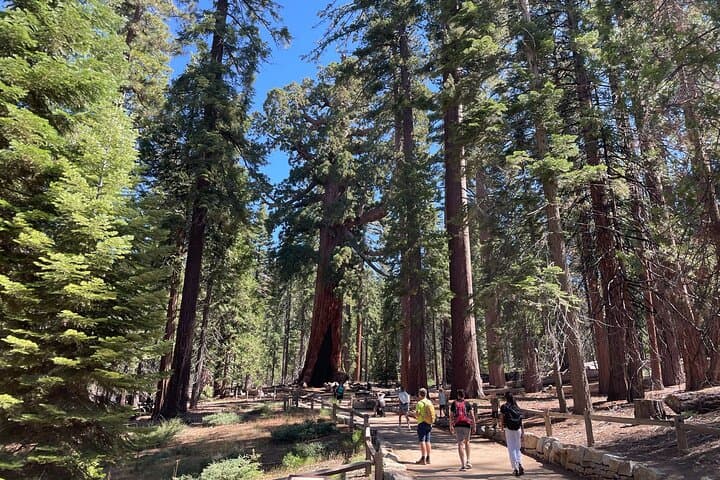 Private Yosemite, Sequoias & Glacier Point Day Tour from San Francisco photo 3