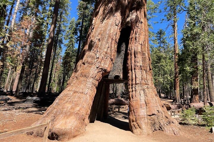 Private Yosemite, Sequoias & Glacier Point Day Tour from San Francisco photo 4