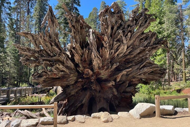 Private Yosemite, Sequoias & Glacier Point Day Tour from San Francisco photo 5