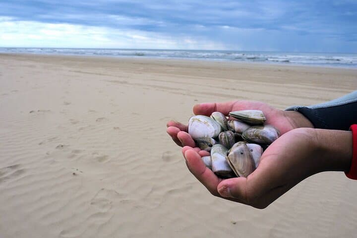 Goolwa Pipi Catching and Beach Cook-Up: Hands-On Shellfish Foraging Near Adelaide