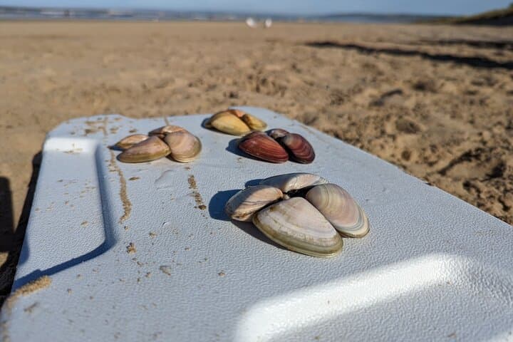 Goolwa Pipi Catching and Beach Cook-Up: Hands-On Shellfish Foraging Near Adelaide photo 2