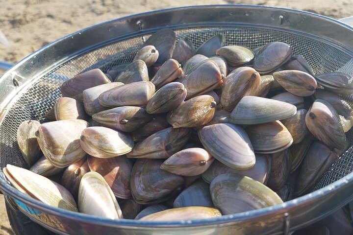 Goolwa Pipi Catching and Beach Cook-Up: Hands-On Shellfish Foraging Near Adelaide photo 5